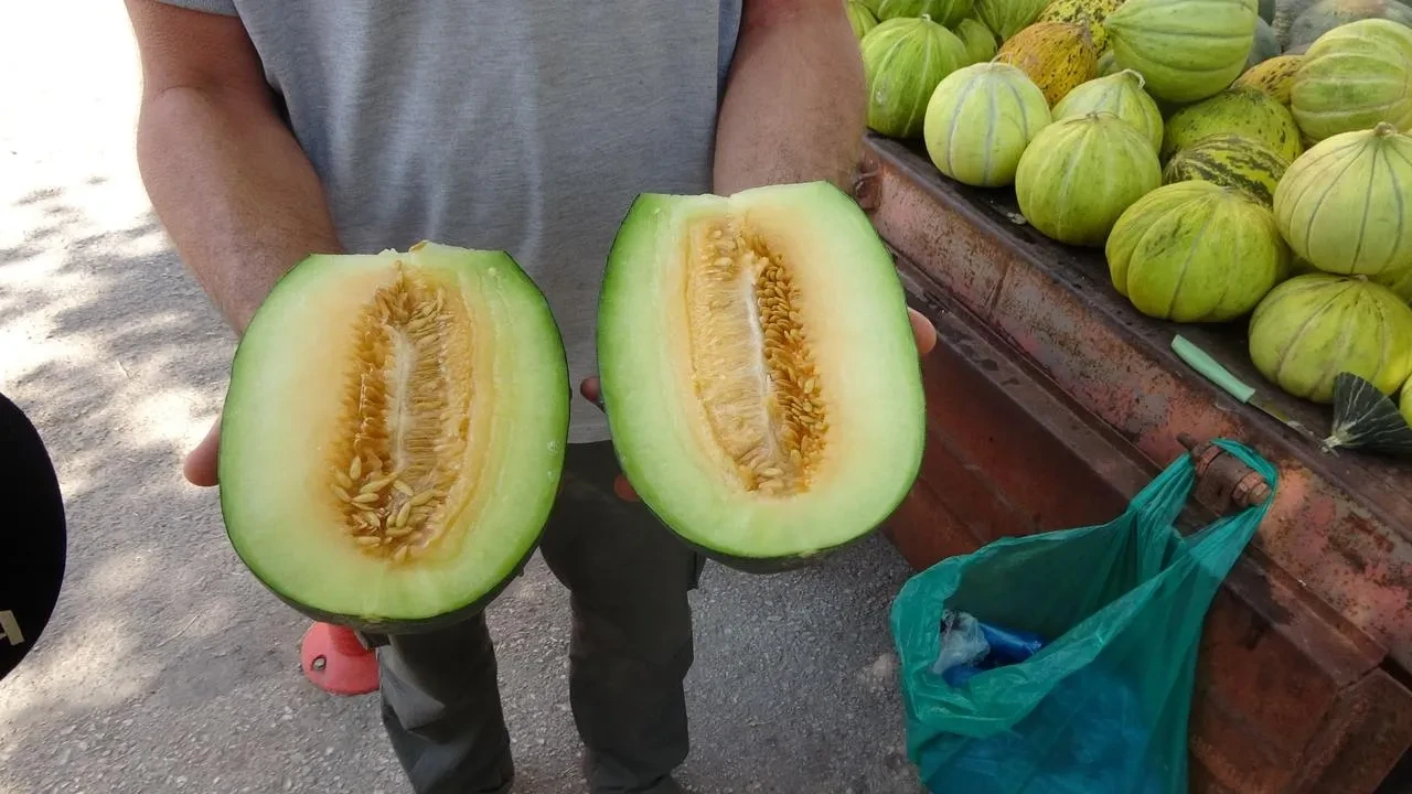 Çankırı'nın tuzlu topraklarında yetişen kavunlar eşsiz lezzete sahip
