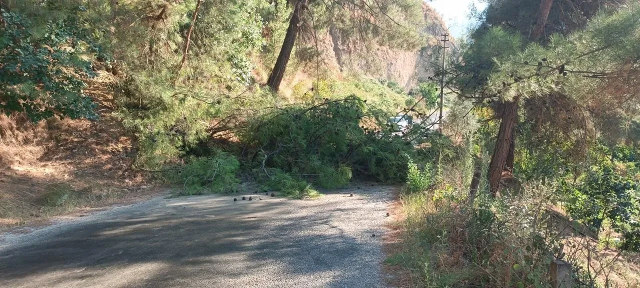 Alaşehir'de fırtınadan devrilen ağaç yolu trafiğe kapattı
