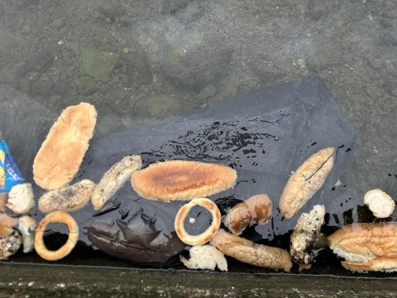 Rize’de kimliği belirsiz kişiler denize yüzlerce ekmek döktü