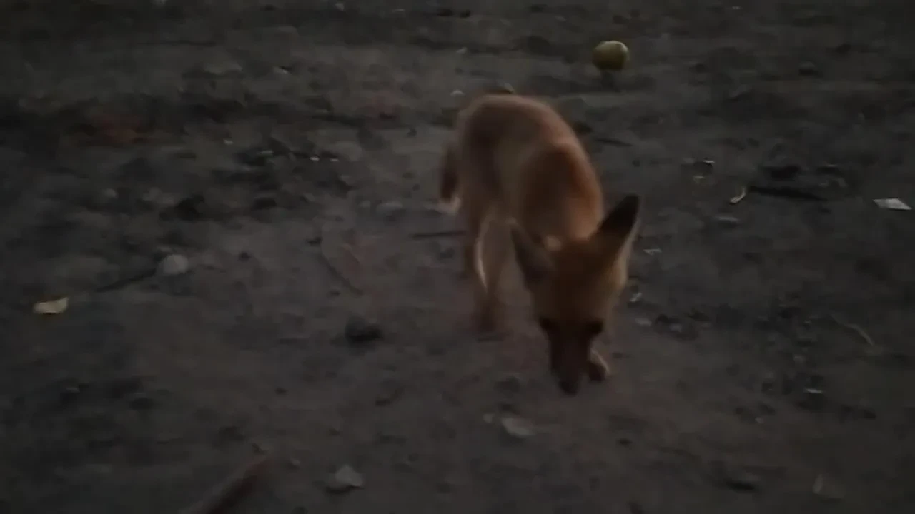 Amasyalı çiftçi Ömer Sarı tilkilere pasta kirpilere fıstık veriyor