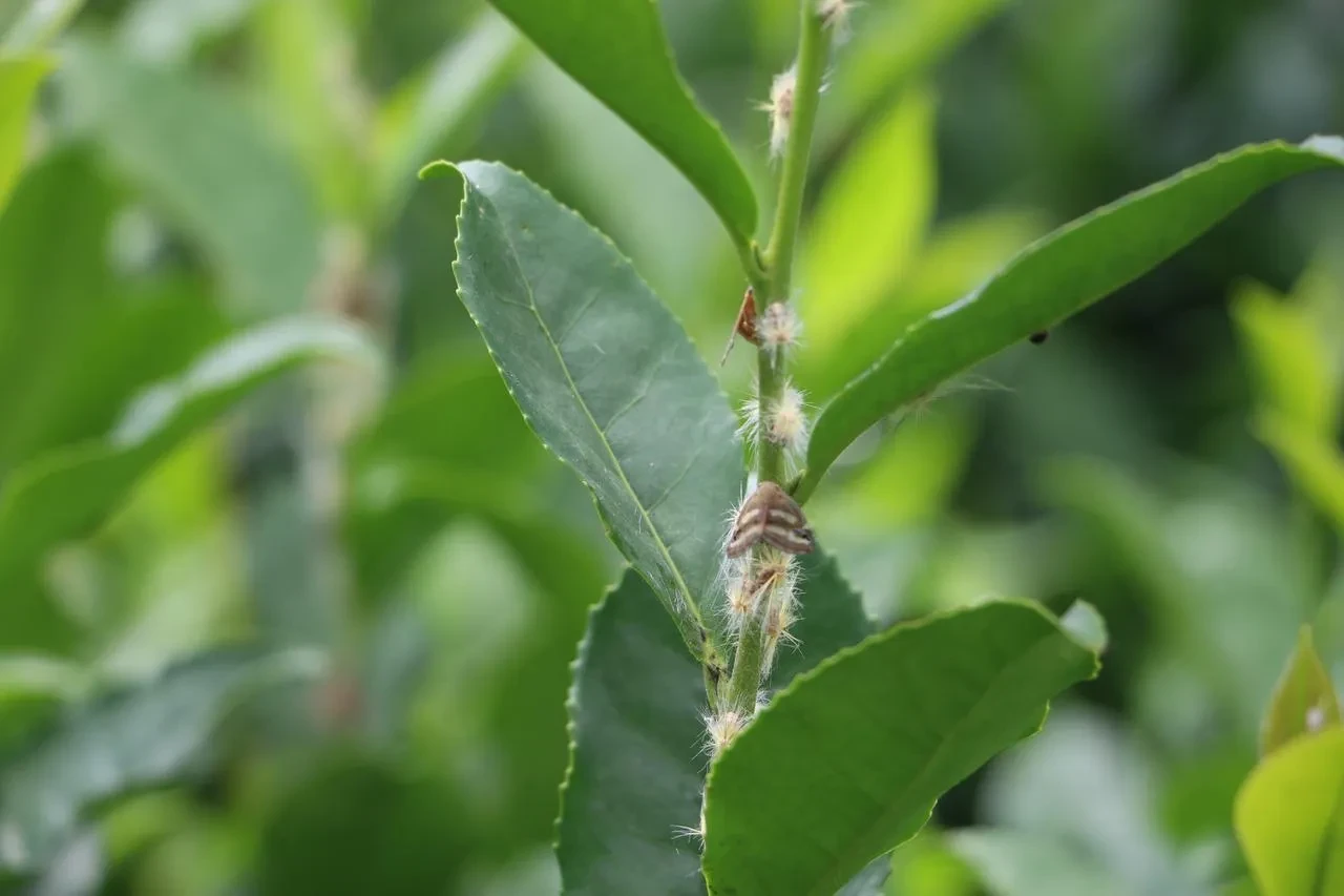 Vampir Kelebekler Doğu Karadeniz'de Tarımı Tehdit Ediyor