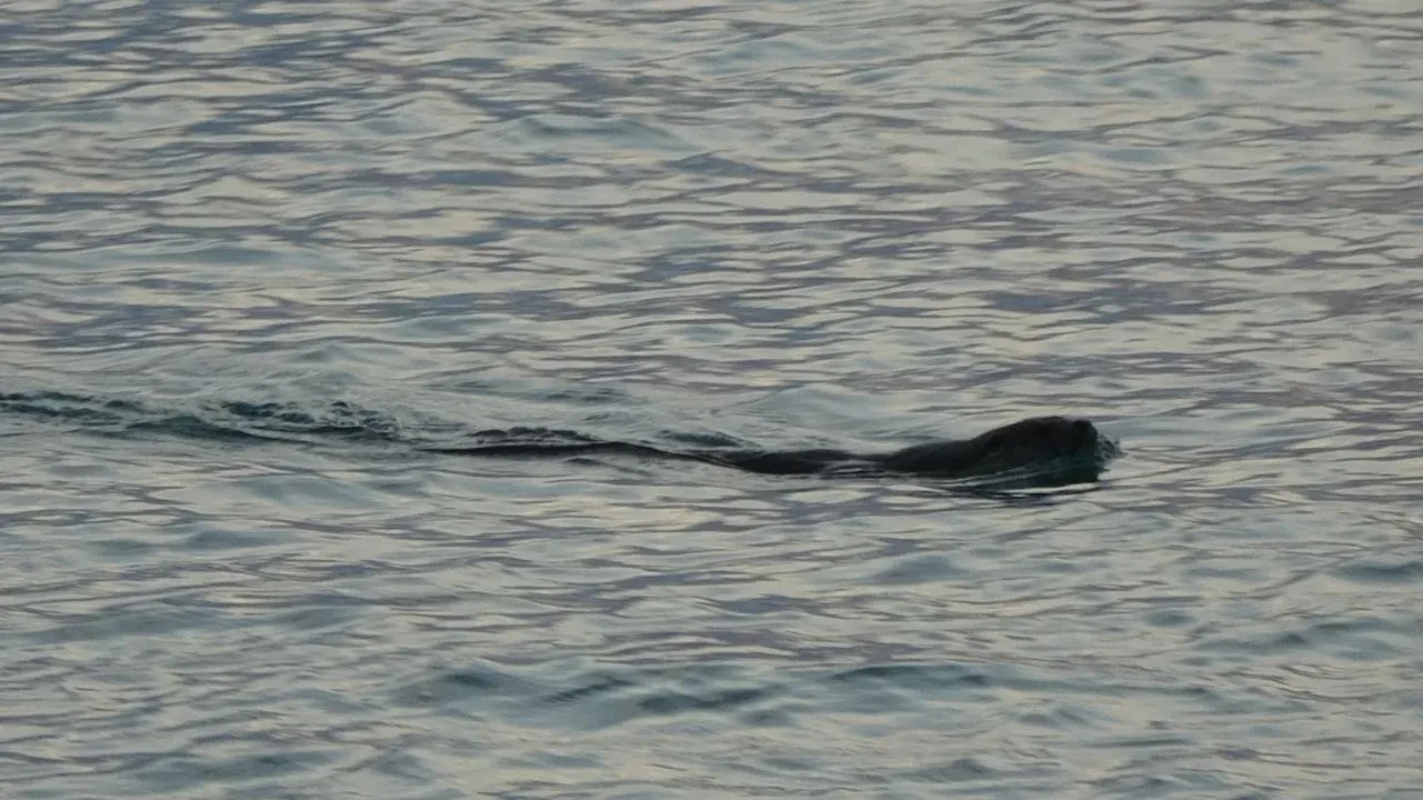 Trabzon'da su samurları Faroz Limanı'nda görülmeye başladı