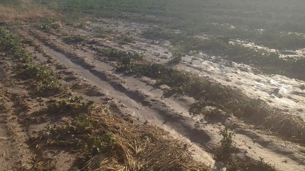 Beypazarı'nda sağanak yağış tarlalarda büyük hasara yol açtı