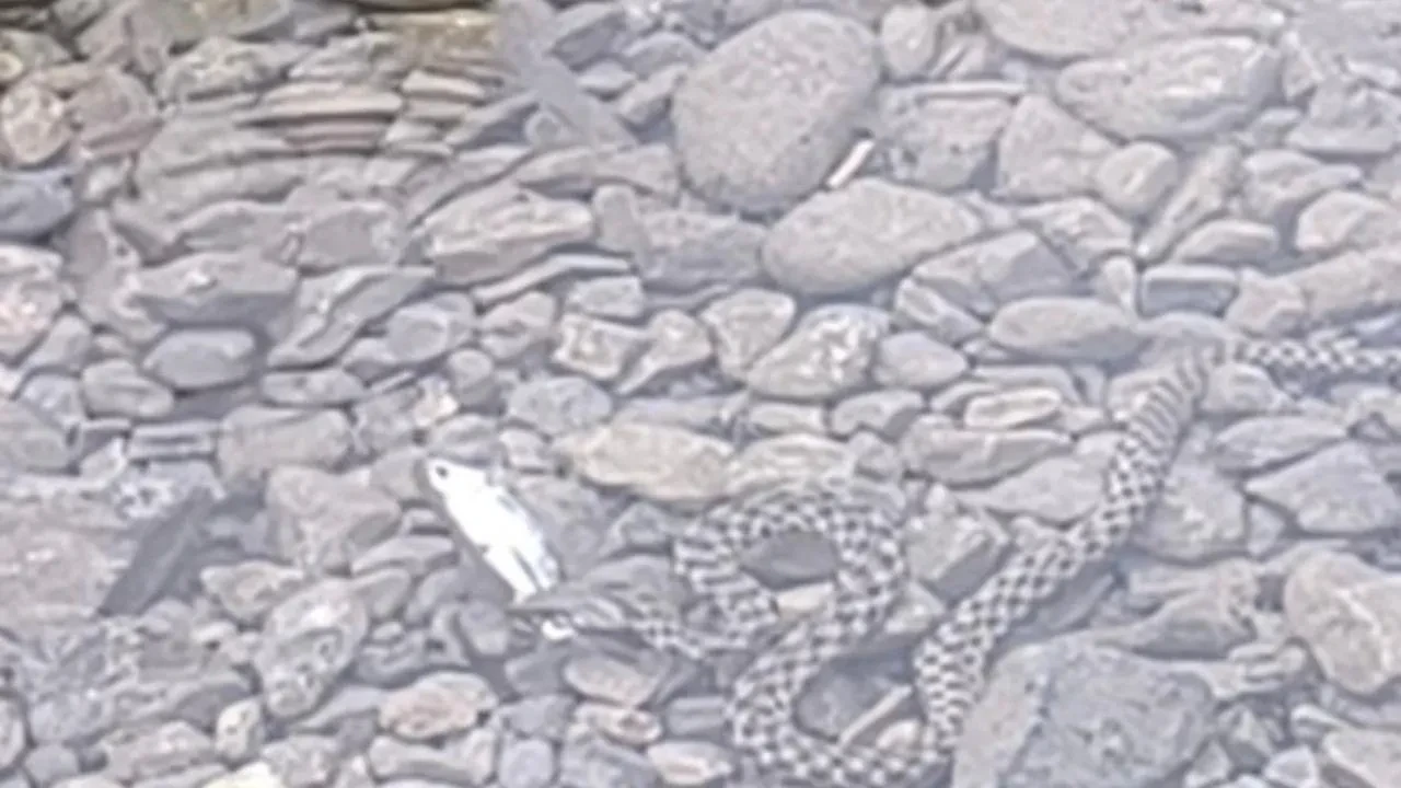 Osmaniye’de Yılanın Balık Avı Karaçay Deresinde Görüntülendi