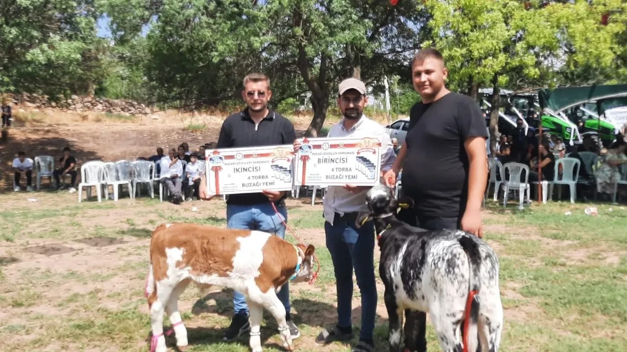 Evciler’de Buğday Festivalinde en güzel kuzu ve buzağı seçildi