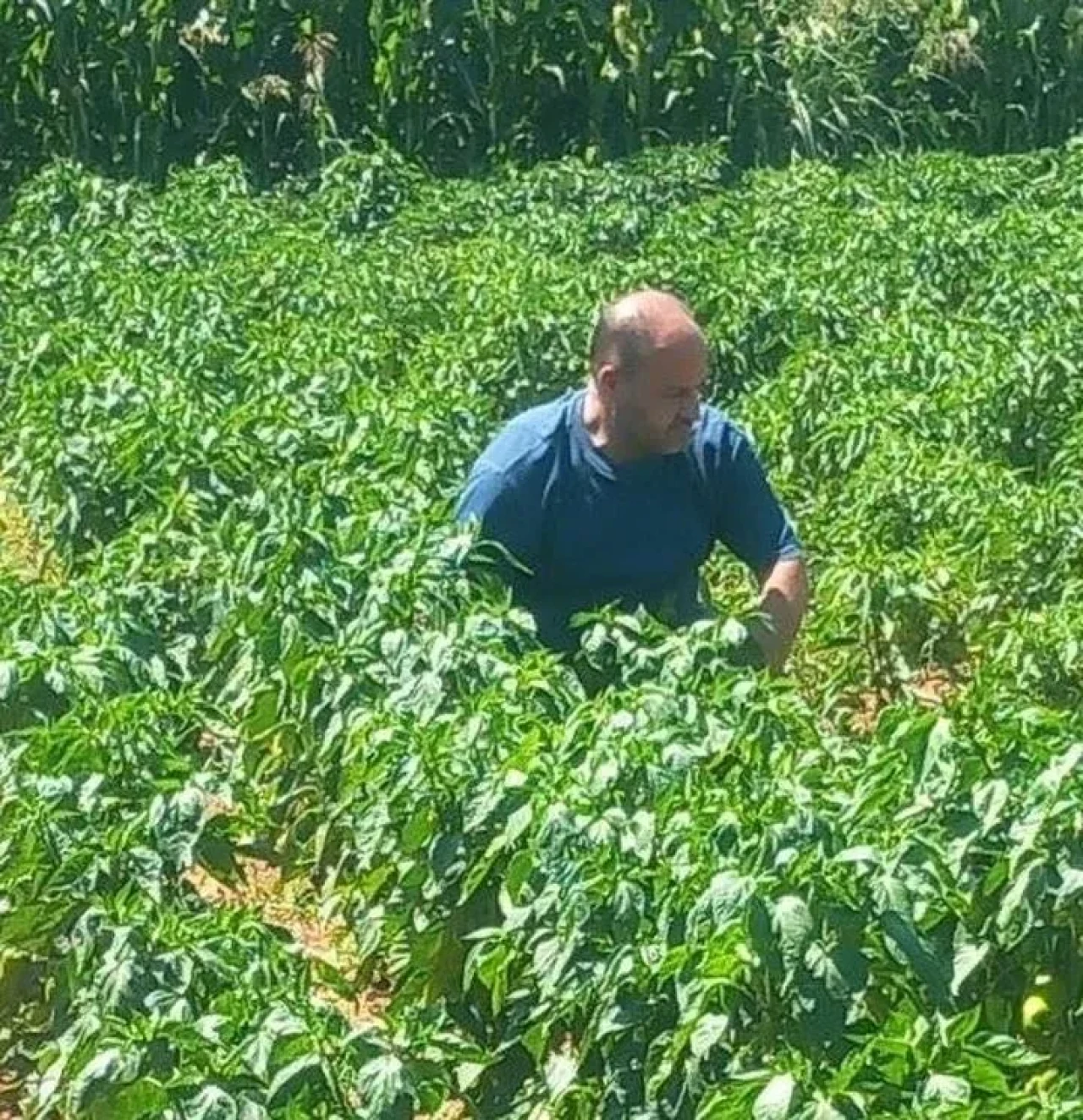 Menteşe’de Tarım ve Orman Müdürlüğü hasat öncesi numune alımlarına devam ediyor