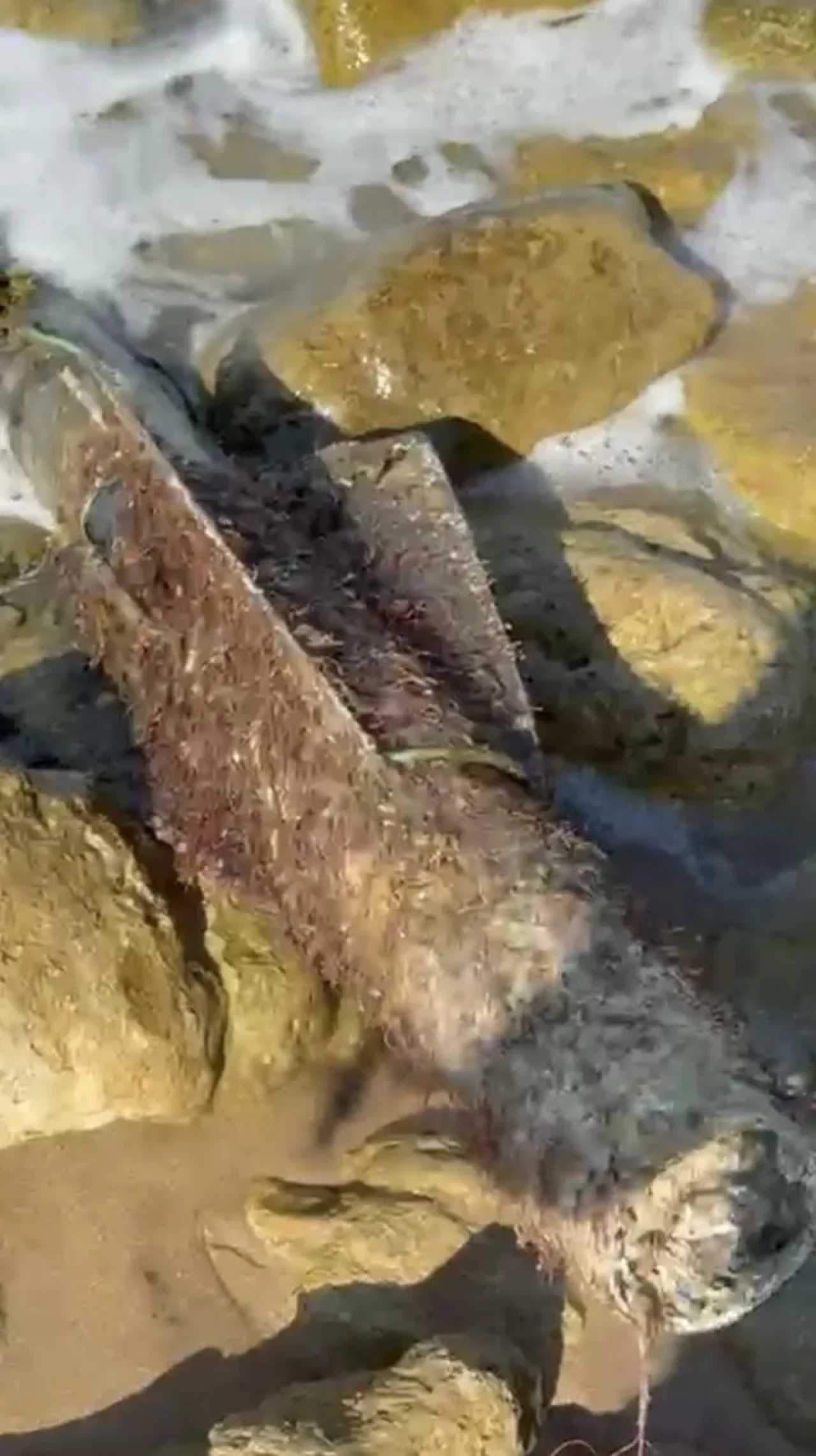 Şile sahili sas timlerince roket başlığı güvenli şekilde imha edildi