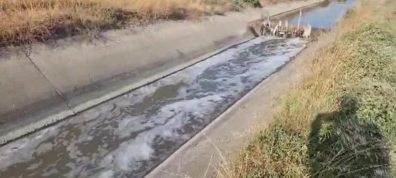 Amasya Suluova’da Sulama Kanalında Kirlilik Nedeniyle Balık Ölümleri Başladı