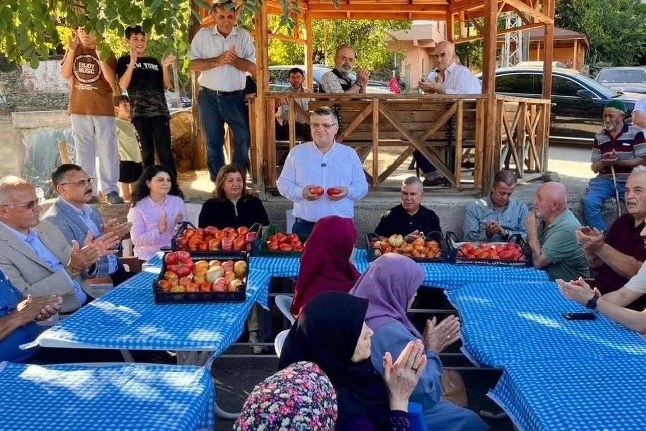 Sinop'ta coğrafi işaretli Gazidere domatesi hasadı başladı