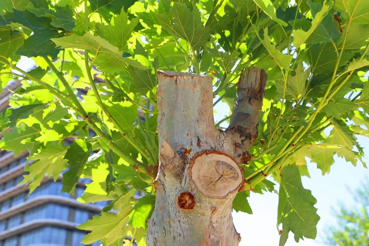 Diyarbakır’da fungal hastalıklı çınar ağaçları tedavi edilerek kurtarıldı