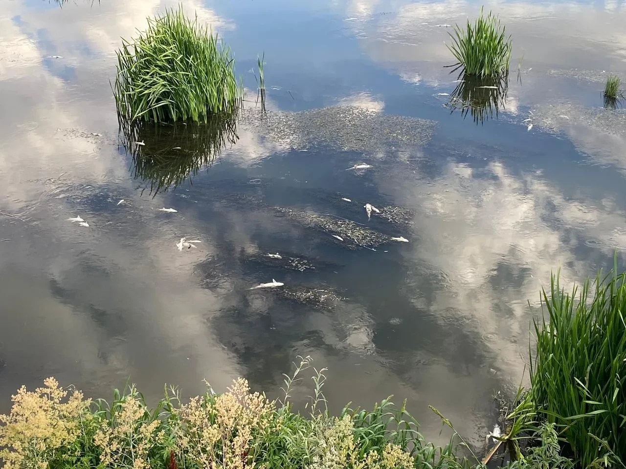 Erzurum’un Aşkale İlçesinde Hes Baraj Göletinde Balık Ölümleri