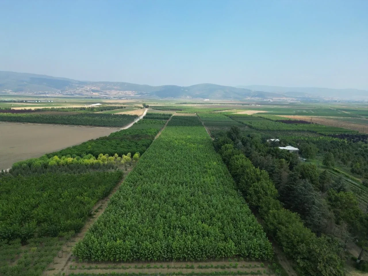 Kestel Türkiye'nin süs bitkisi ihtiyacının yüzde 60'ını karşılıyor.