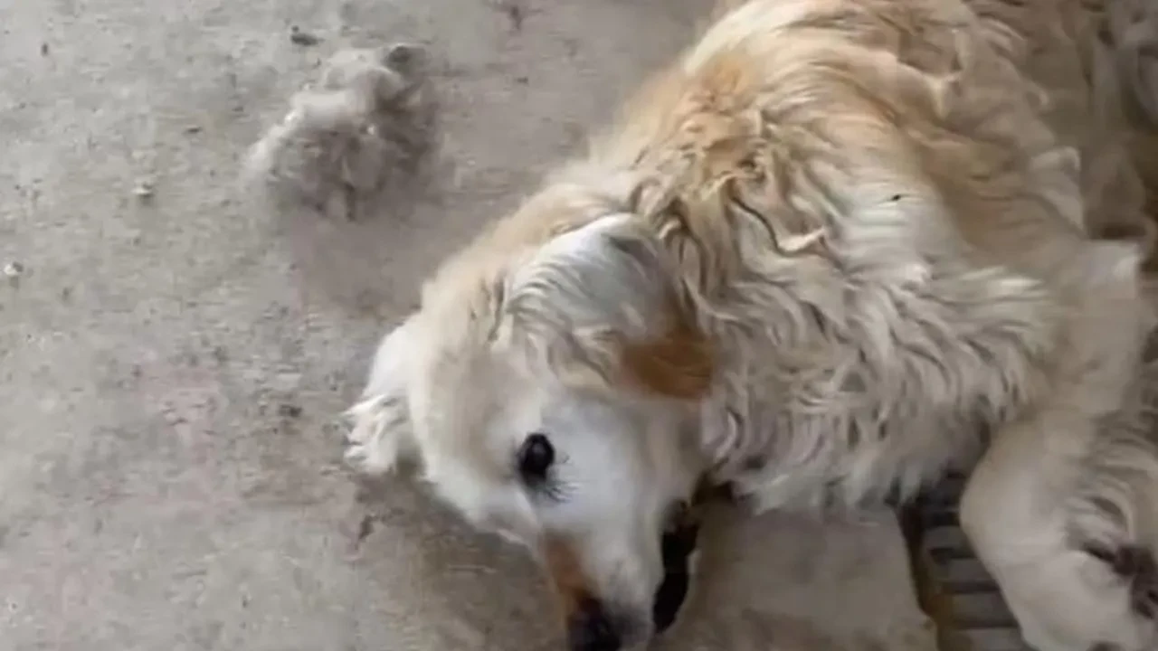 Gümüşhane Belediyesi hayvan barınağında köpekler öldü iddiası