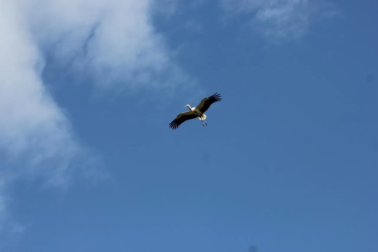 Leylekler Beyşehir semalarında erken göçe başladı