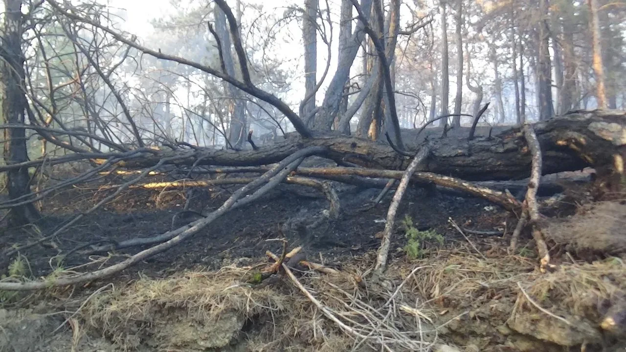 Bolu’da Biçerdöver Kıvılcımından Orman Yangını Çıktı, 2 Şüpheli Gözaltında