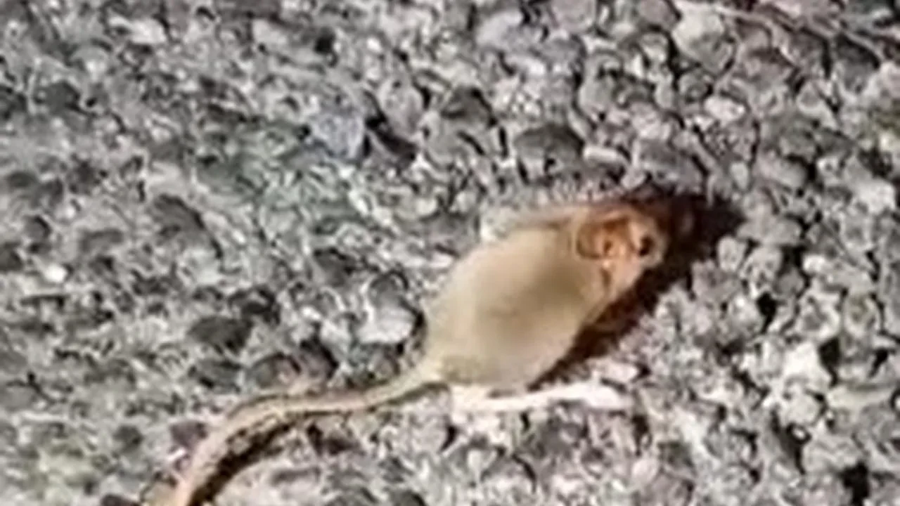 Tunceli'de IUCN kırmızı listesindeki Arap tavşanı görüntülendi