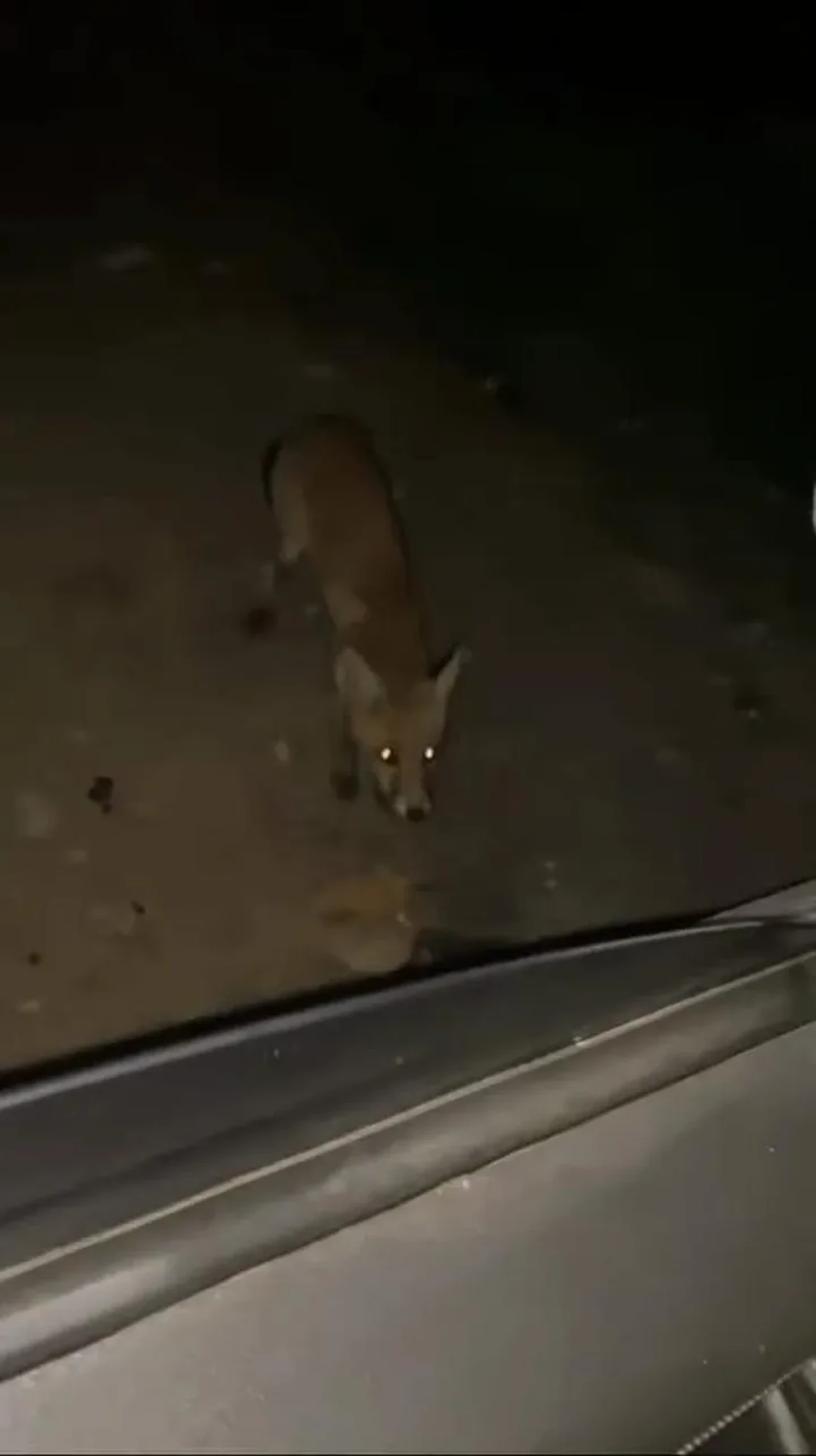 İnegöl'de sürücü aracın yanına gelen tilkiyi cipsle besledi