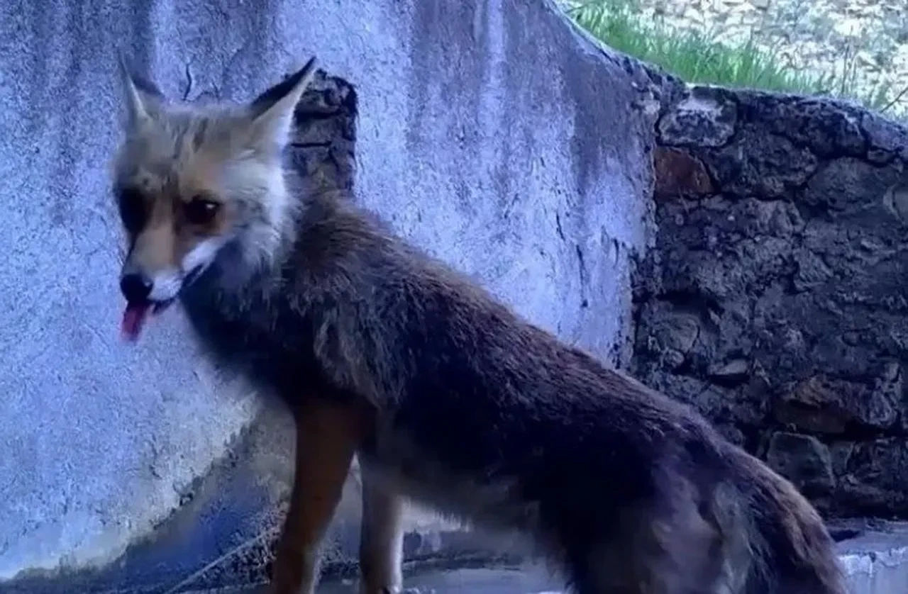 Doğa Koruma ve Milli Parklar fotokapanla sincap ve tilki görüntüledi