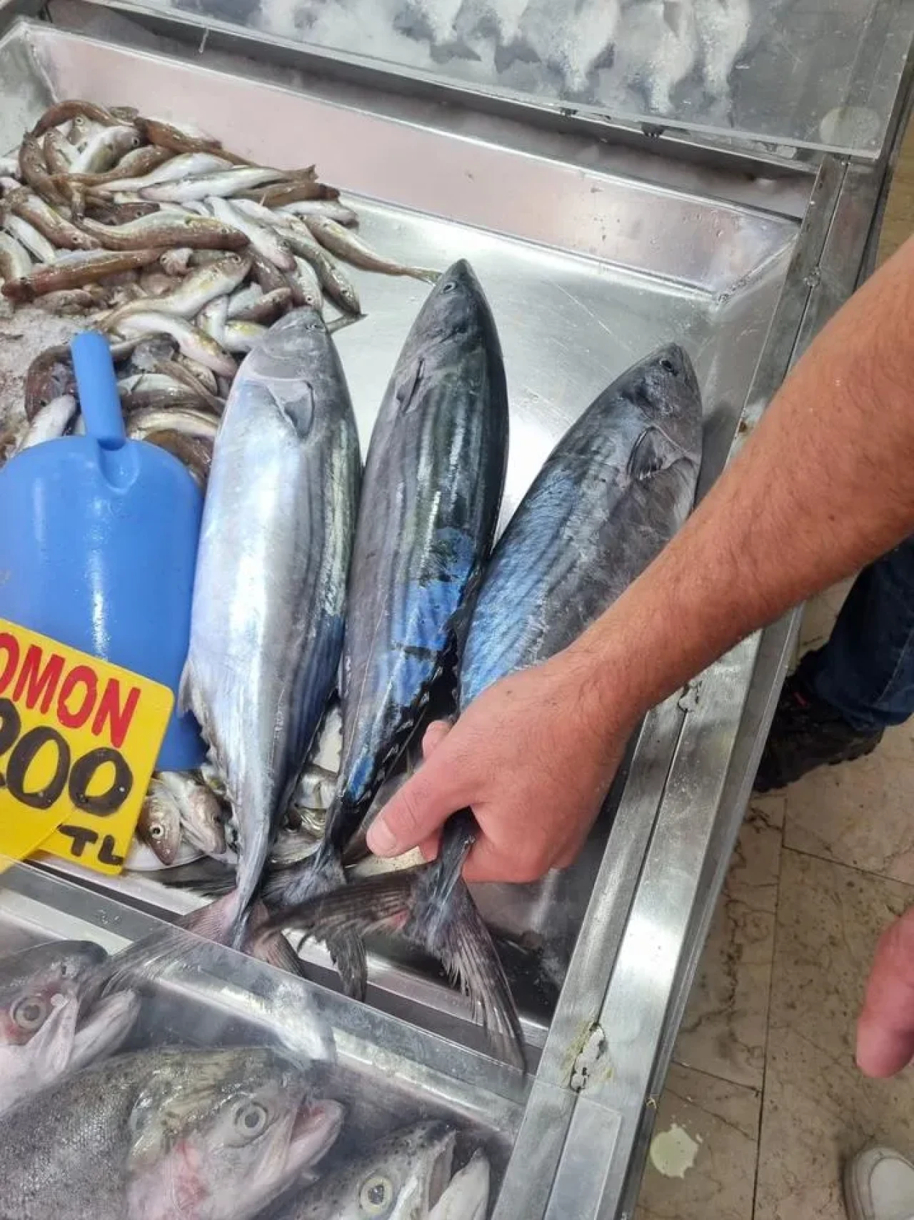 Sinop'ta sezonun ilk torik balıkları tezgahlarda satışa sunuldu.
