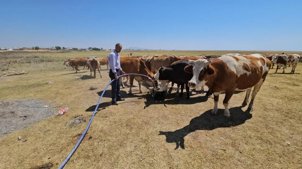 Bitlis'teki Arin Gölü kurudu, hayvanlar susuz kaldı