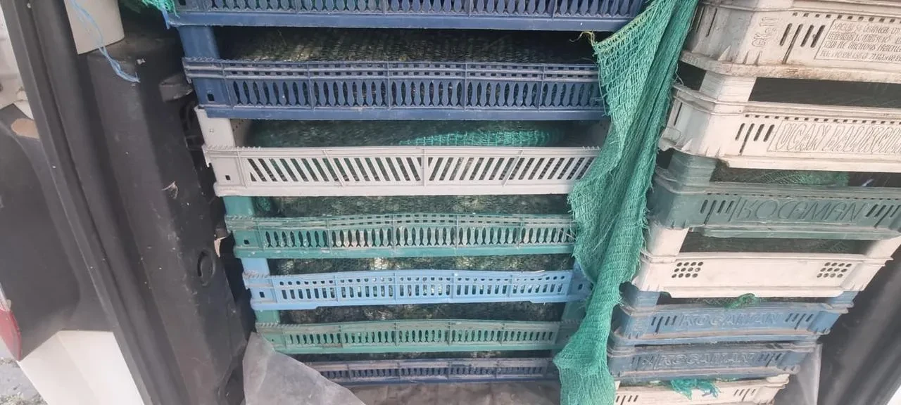 Doğubayazıt'ta jandarma kaçak kurbağa avcılığı operasyonu düzenledi