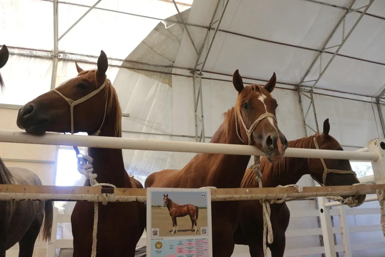 Bursa Karacabey Harası'nda 58 Tay Satışından 25 Milyon Lira Gelir Elde