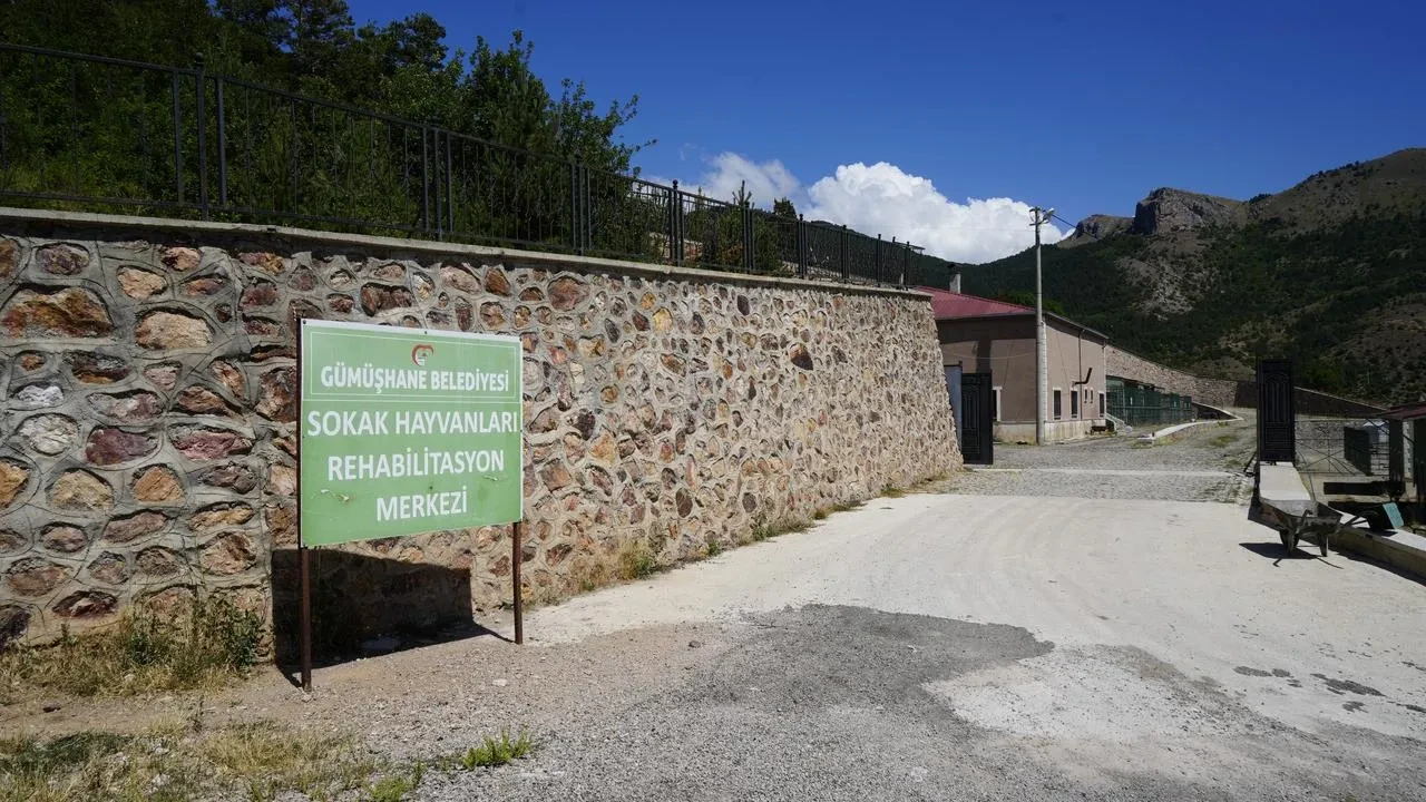 Gümüşhane Belediyesi barınağı yakınında ölü köpekler bulundu