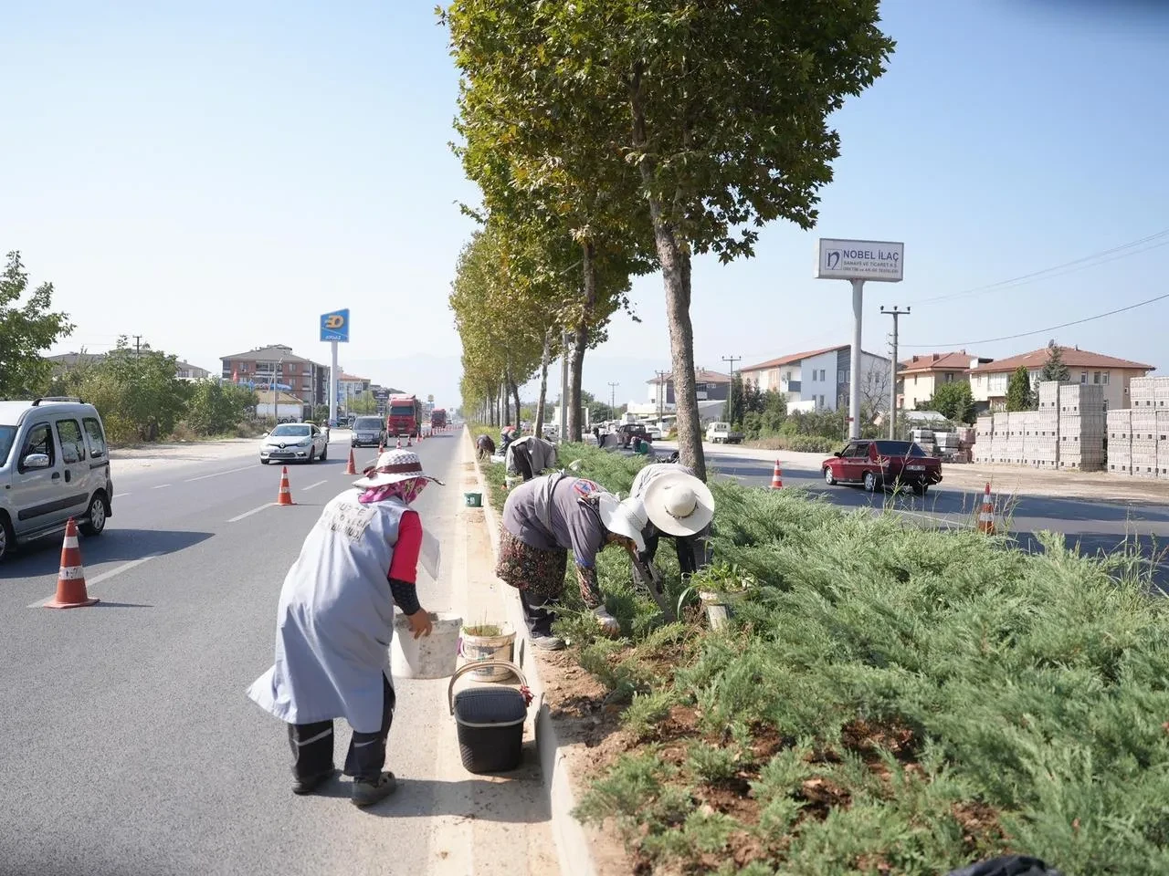 Düzce Belediyesi refüjlerde bakım ve yenileme çalışmalarına devam ediyor
