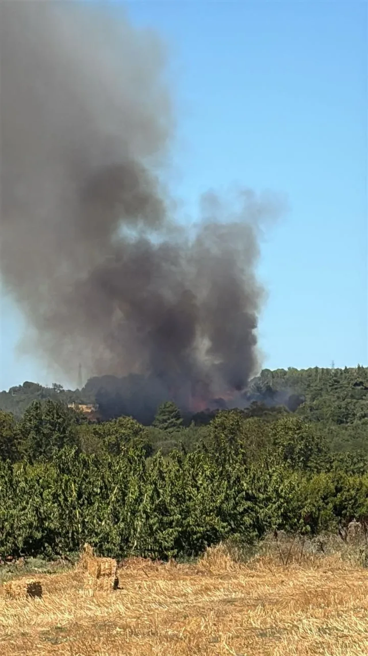 Çanakkale’de Tarım Arazisinde Yangın Ormanlık Alana Sıçradı