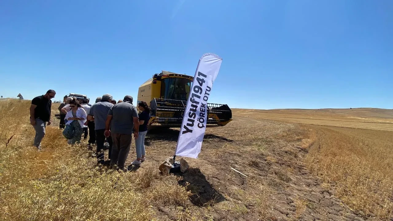Alaca'da yüksek verimli çörek otu hasadı başladı ve üreticiler teknikleri öğrendi.