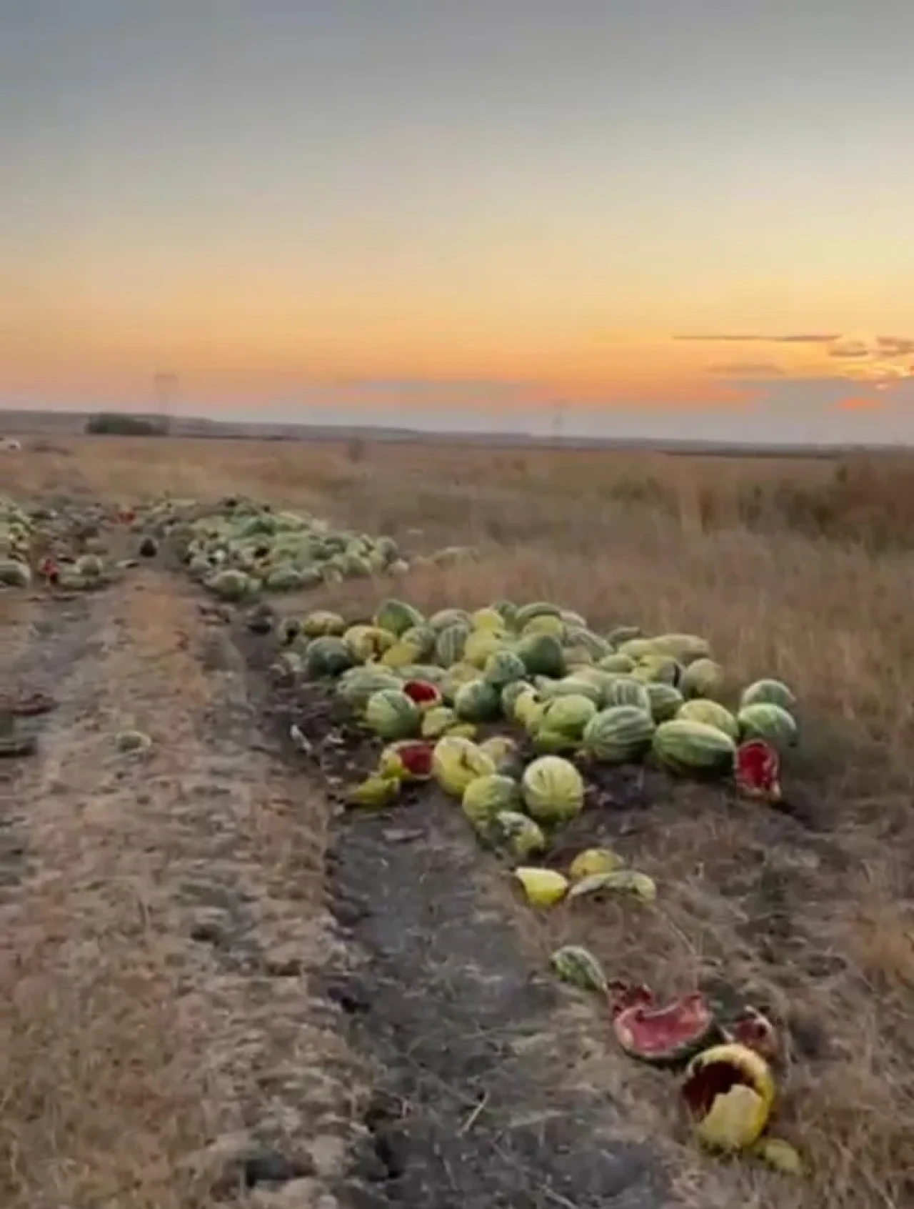 Tekirdağ’da yol kenarına saçılan karpuzlar israfa neden oldu