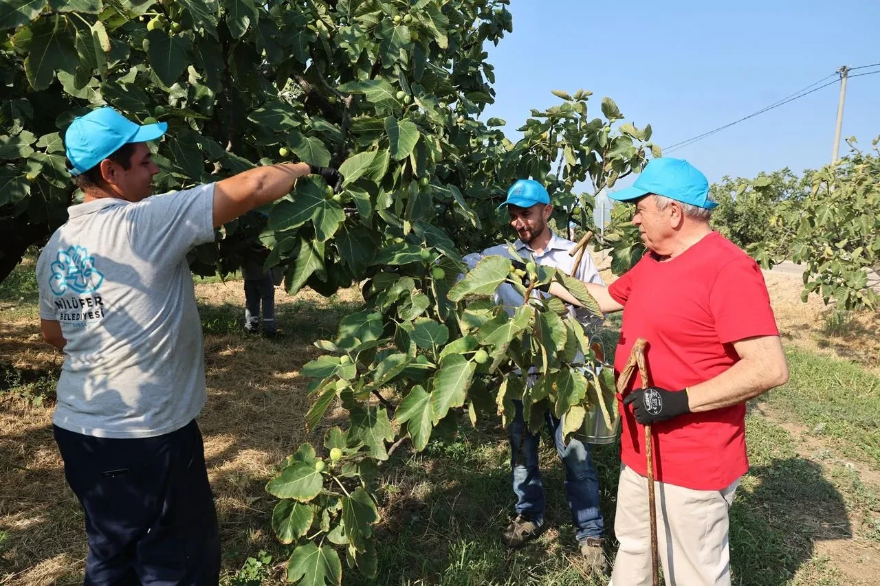 Nilüfer Belediye Başkanı Şadi Özdemir İncir Hasadına Katıldı