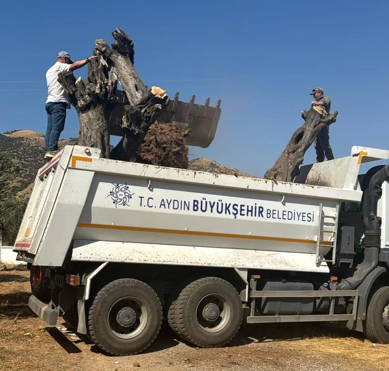 Aydın Adnan Menderes Üniversitesi'nde 6 tarihi zeytin ağacı yeni yerine taşındı