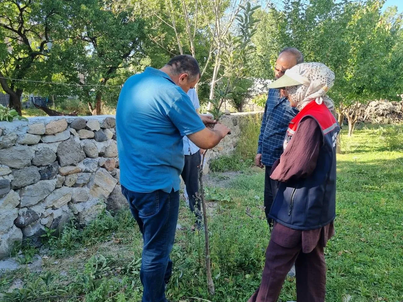 Kars'ta Tarım ve Orman Müdürlüğü meyve ağaçlarını aşılıyor