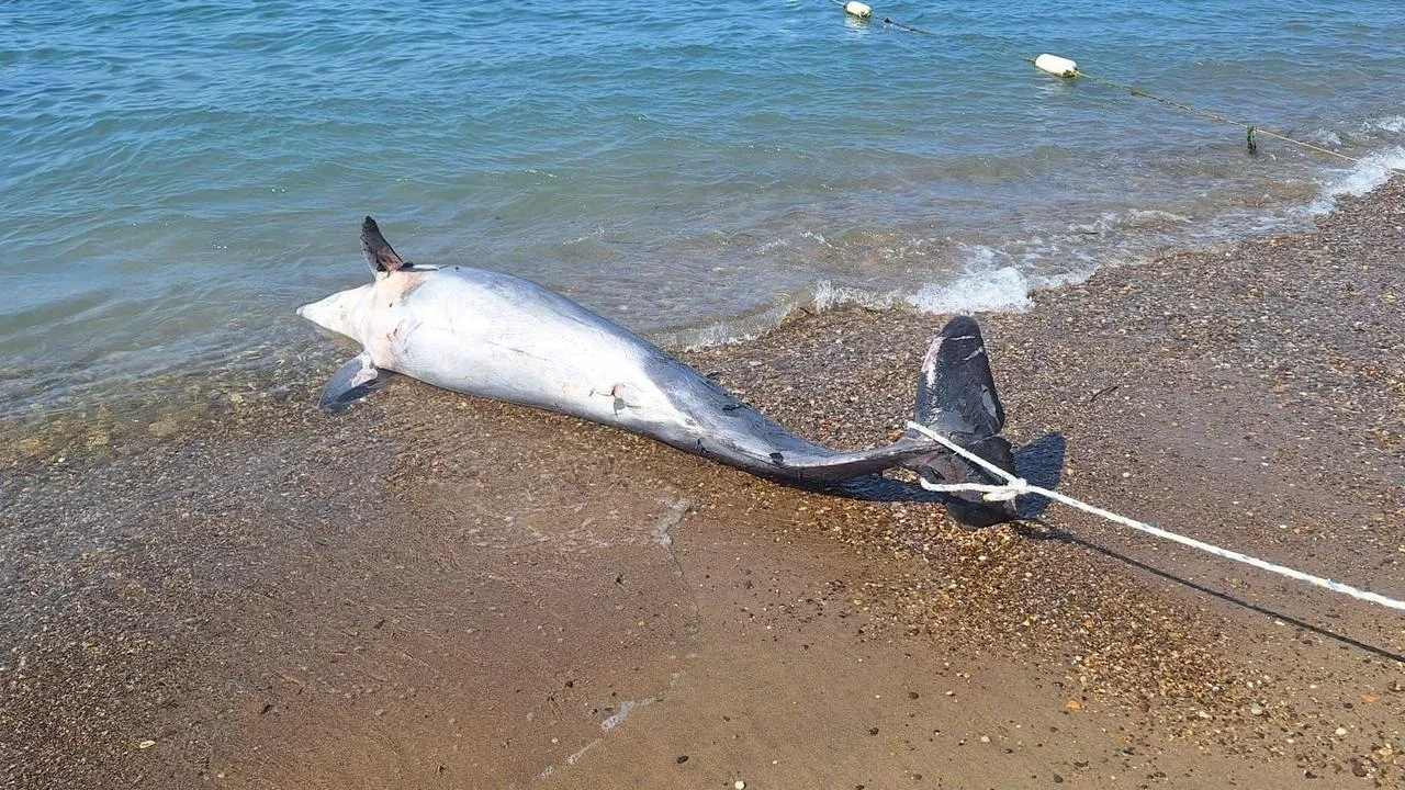 Bodrum’da ölü yunus sahile vurdu turistler şok oldu