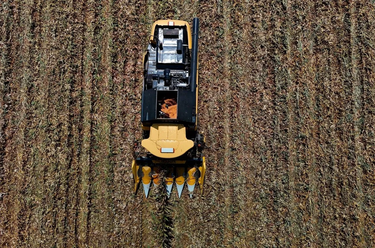 Adana'da mısır hasadı başladı ve çiftçiler fiyatları bekliyor