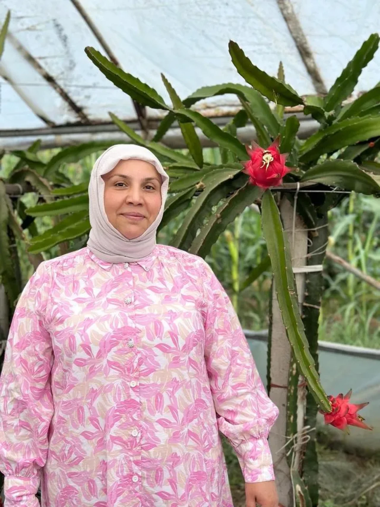 Neşe Özbek’in Ejder Meyvesi Hasadı Çarşamba’da Yoğun İlgi Görüyor