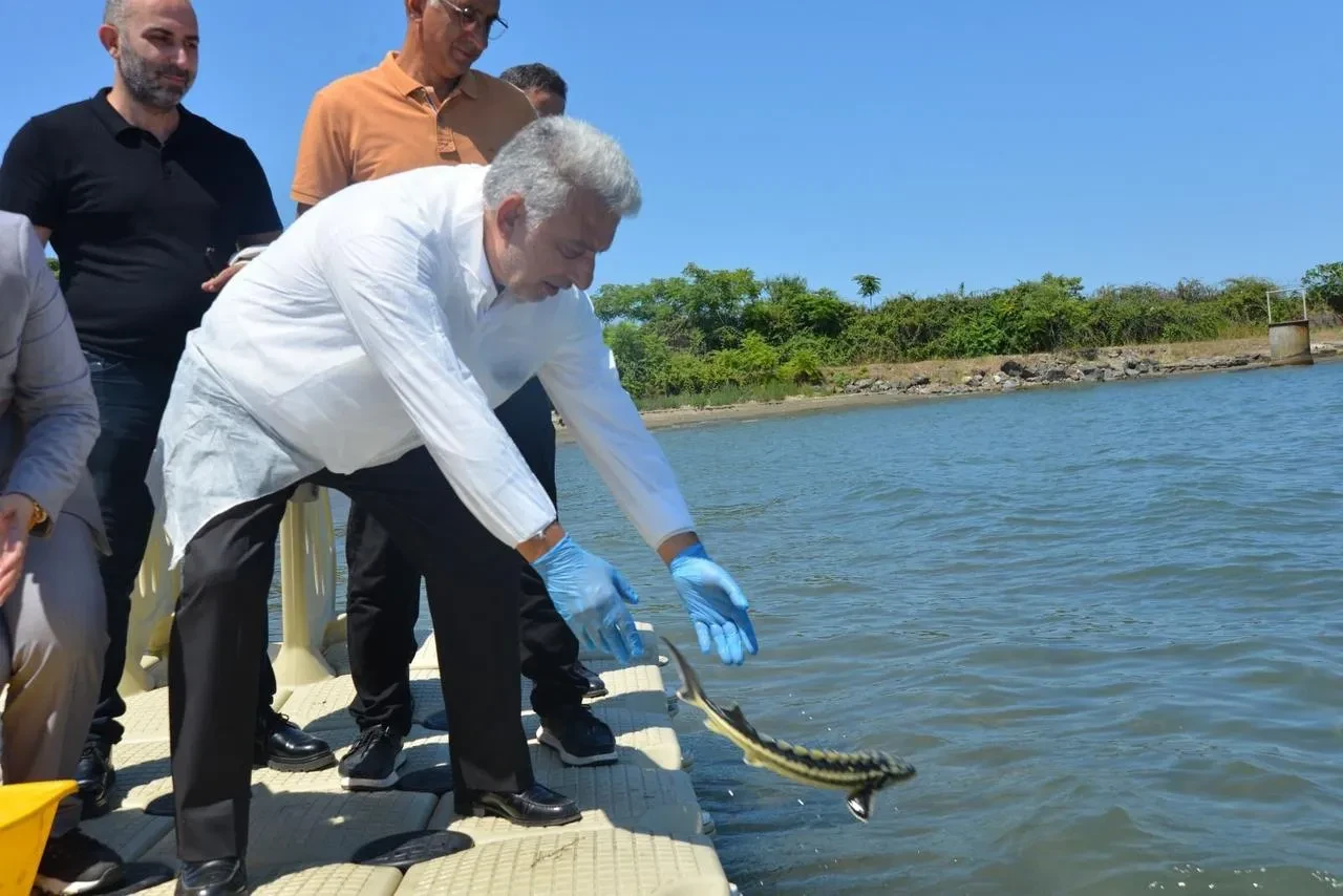 Karadeniz’e SUMAE tarafından kalkan ve mersin balığı bırakıldı