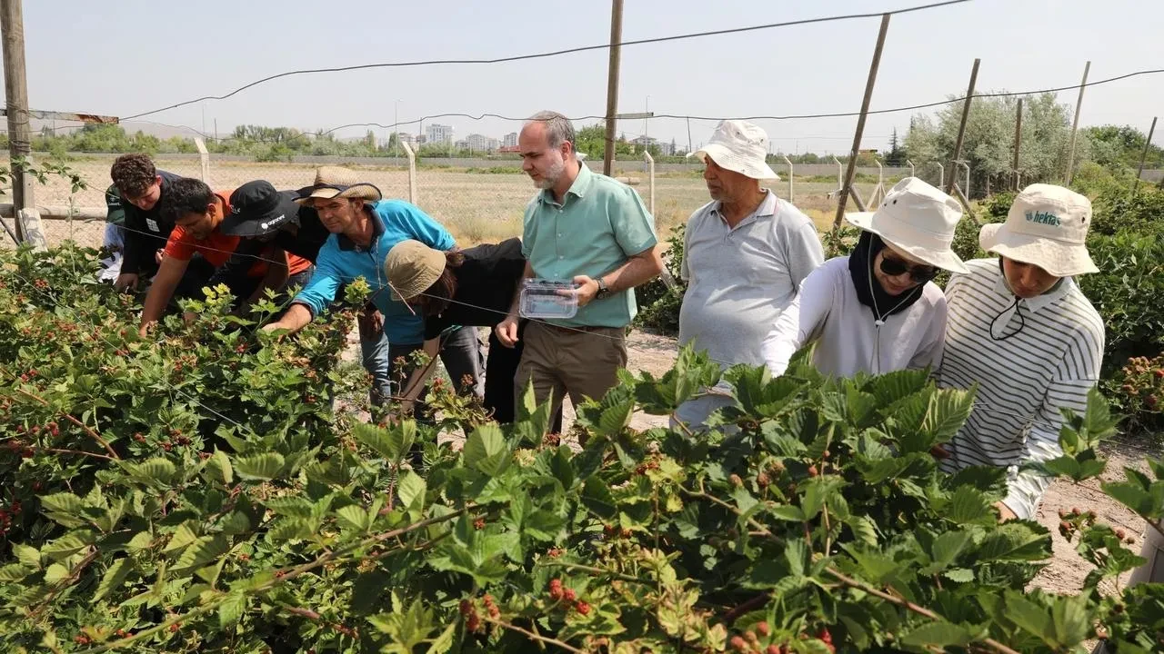 Niğde Ömer Halisdemir Üniversitesi’nde jumbo böğürtlen hasadı başladı
