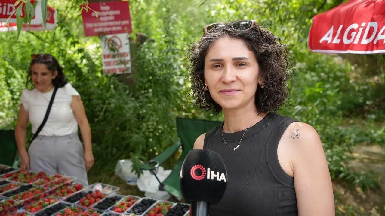 Erzincan'da organik çilek ve böğürtlen hasadı başladı