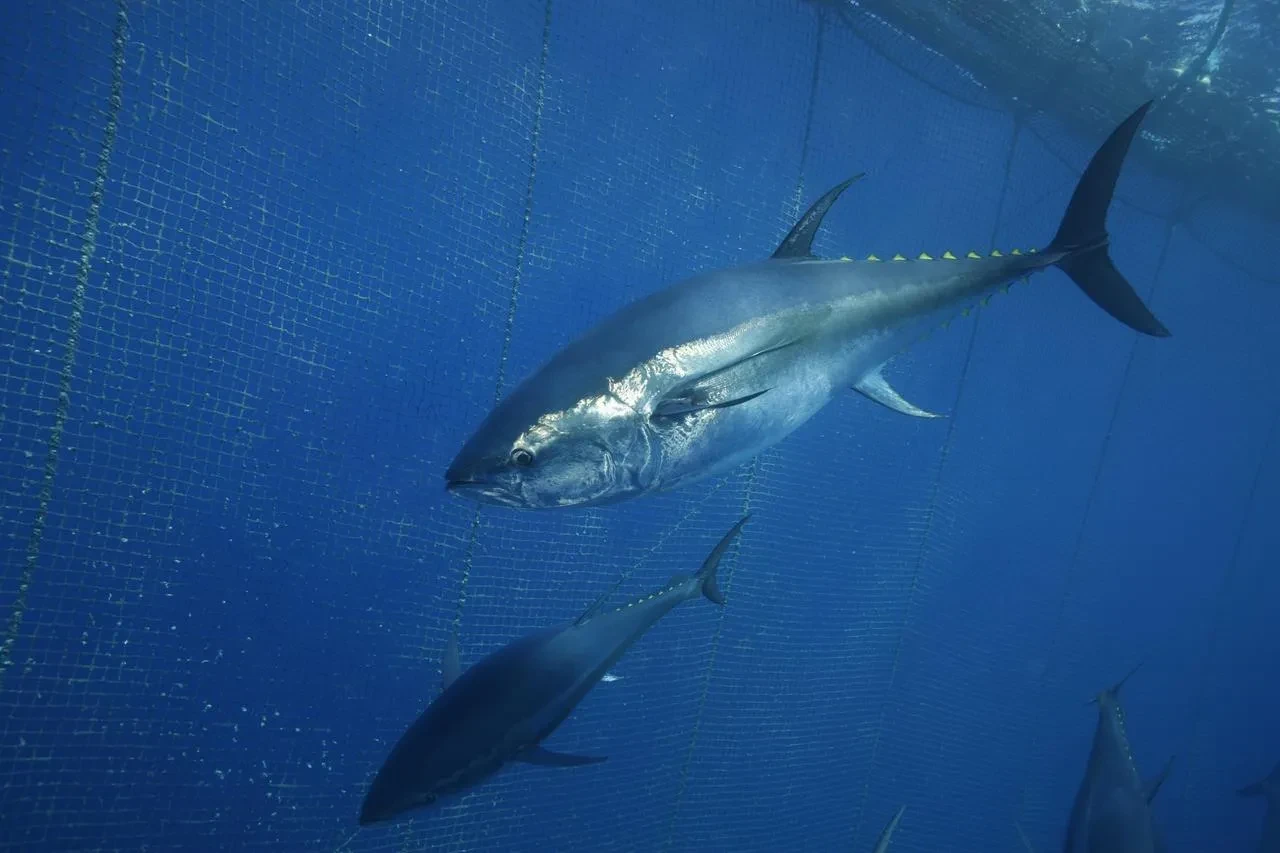 Türkiye Orkinos İhracatında Japonya Ve Güney Kore Öne Çıkıyor