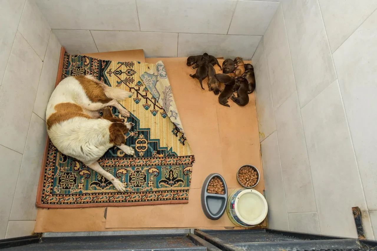 Esenyurt Belediyesi anne köpek ve yavrularını kurtardı