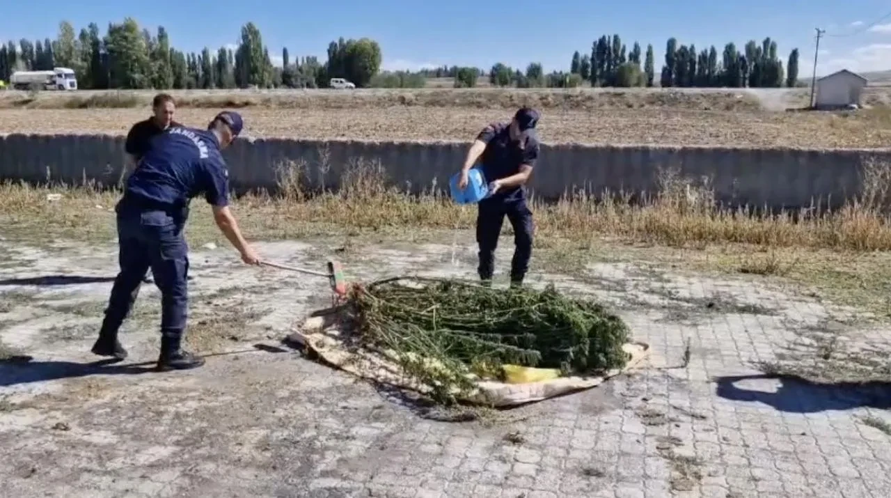 Alaca’da ele geçirilen 21 kök kenevir jandarma tarafından imha edildi