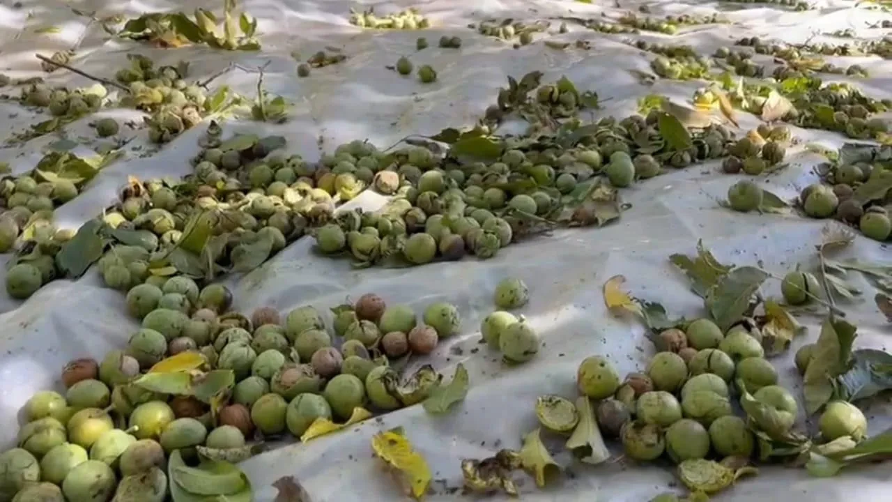 Bitlis'in Adilcevaz ilçesinde tescilli ceviz hasadı başladı