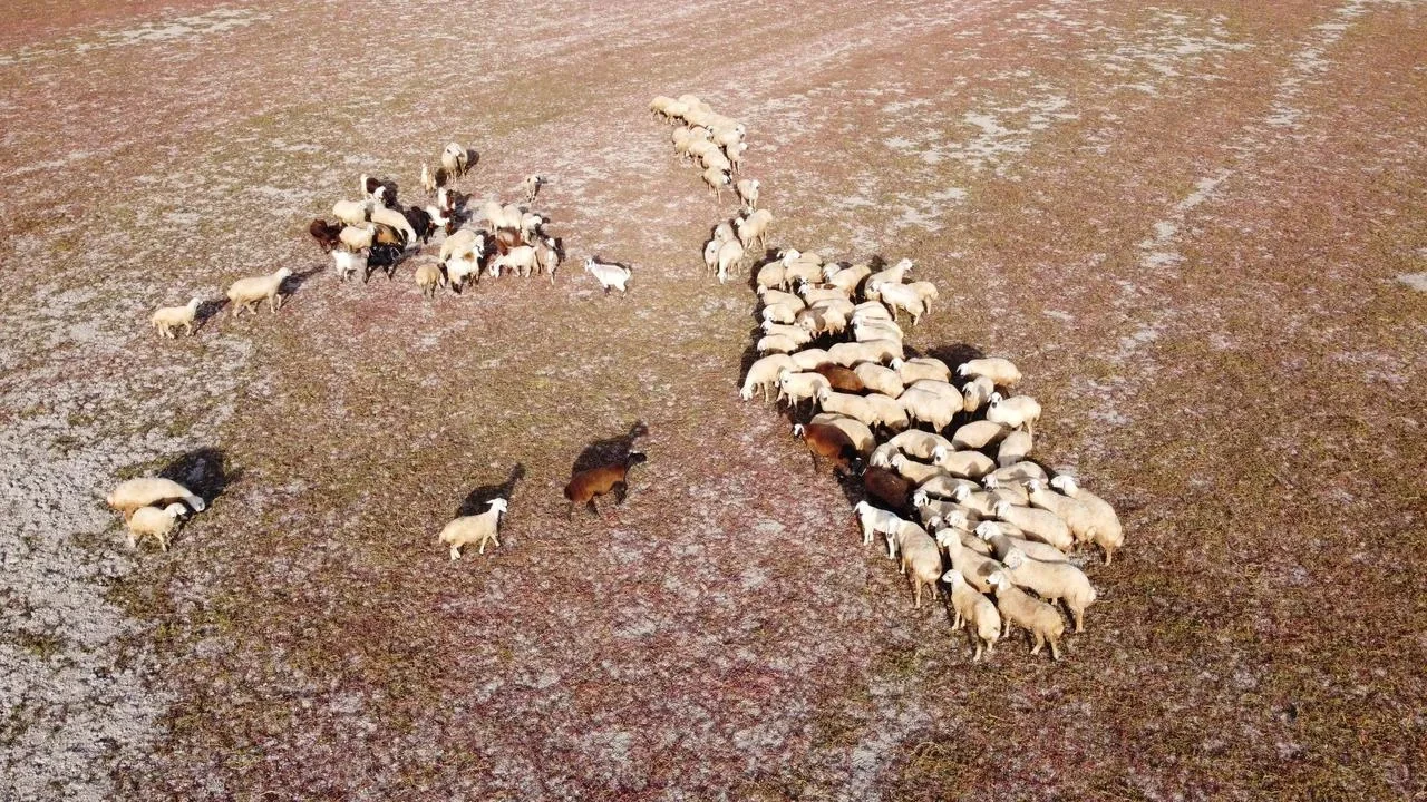 Yozgat’ta Gelingüllü Barajı’nda kuraklık hayvan otlatma alanı yarattı