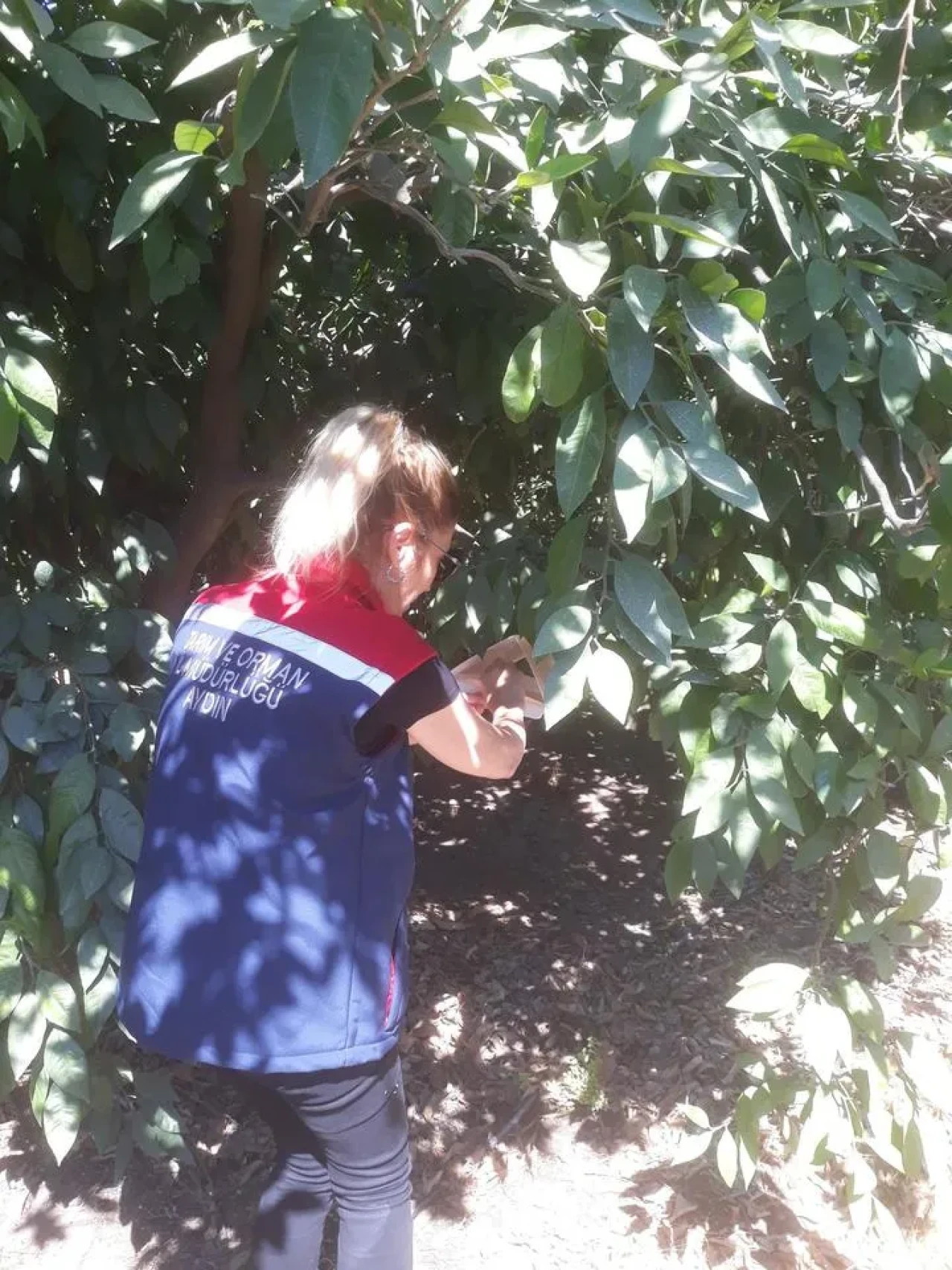 Söke'de turunçgil üreticileri için çiftçi toplantısı düzenlendi