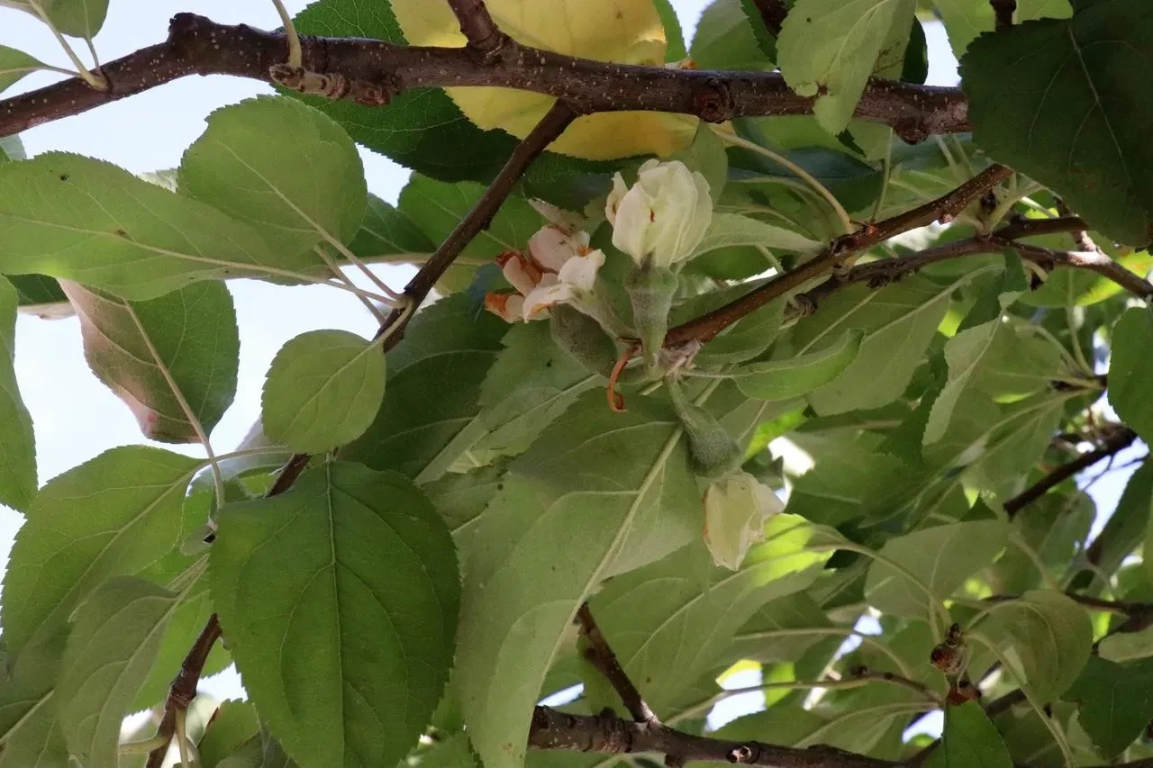 Gümüşhane'de elma ağacı sonbaharda çiçek açtı
