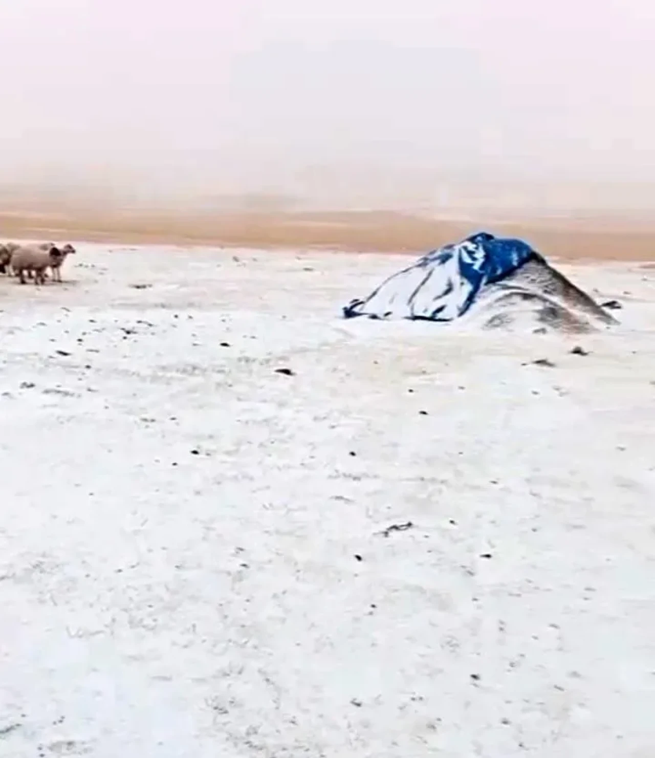 Ağrı'nın Diyadin ilçesinde erken kar yağışı Zeynel köyünü beyaza bürüdü