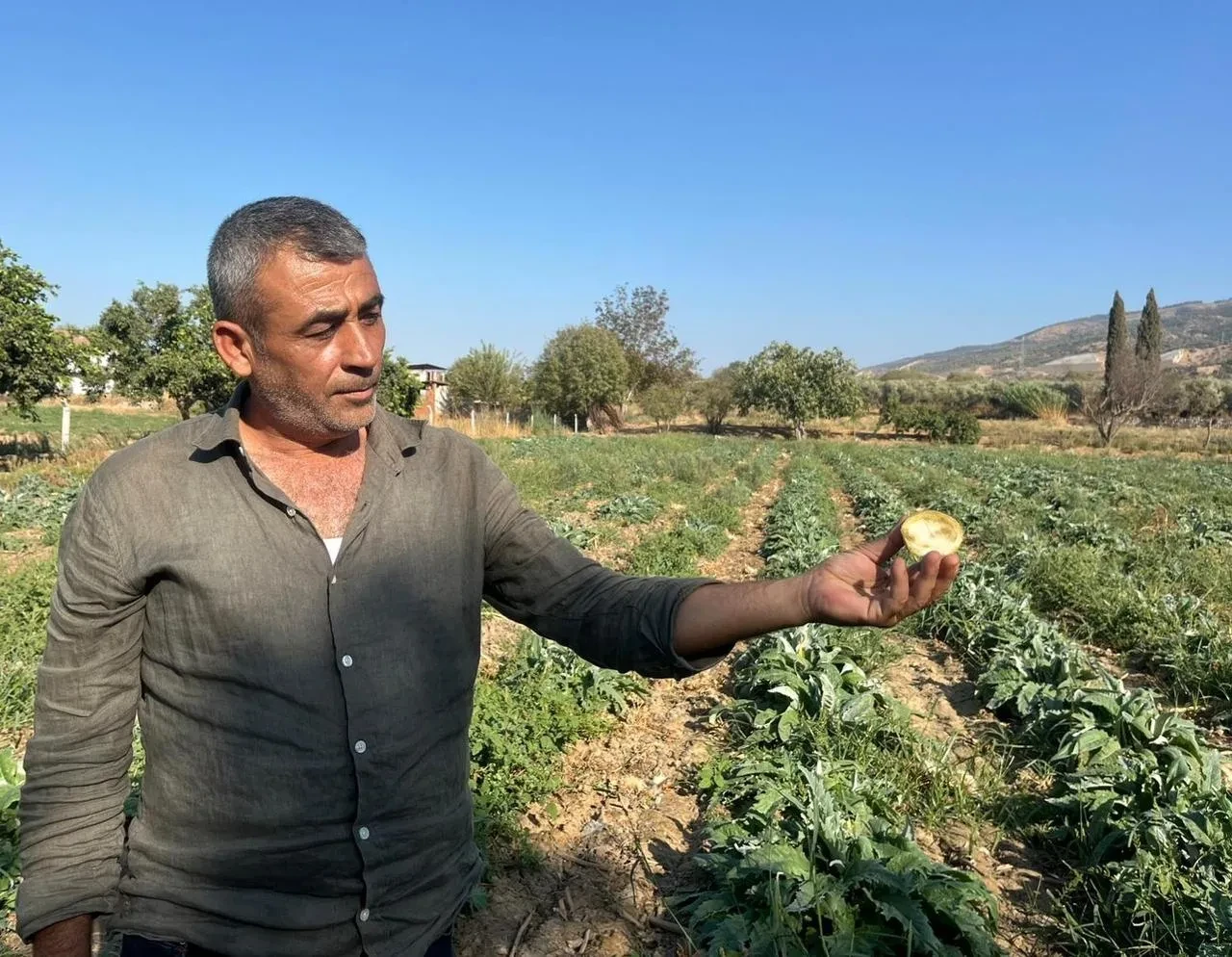 Aydın'da üreticiler enginarın katma değerini kaybettiğini belirtiyor