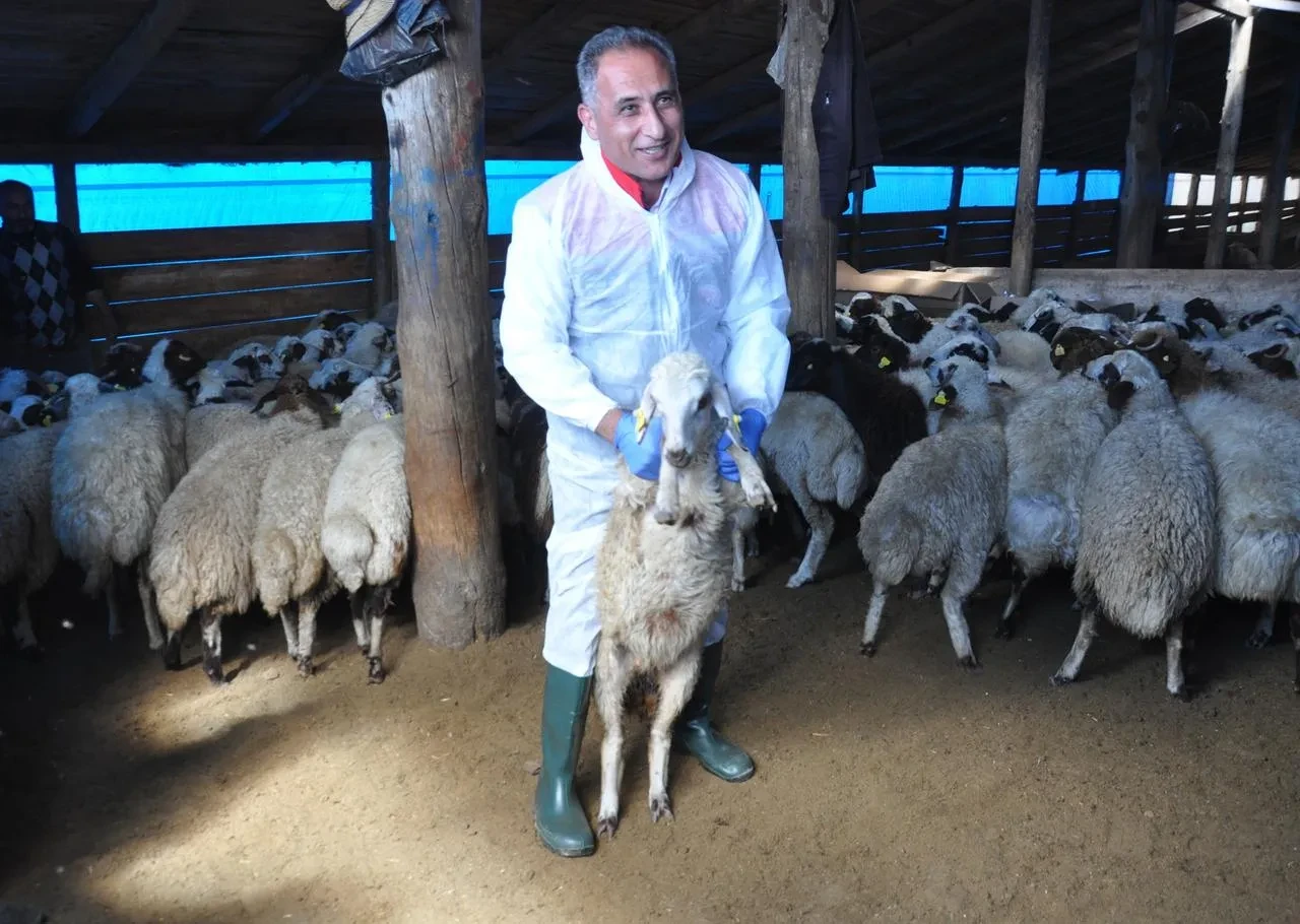 Kars'ta küçükbaş hayvanlar kayıt altına alınıyor ve aşılanıyor